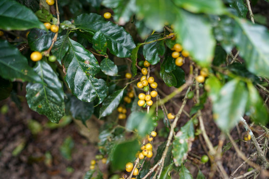 Bourbon-Kaffee: süß, fruchtig, samtig, nussig