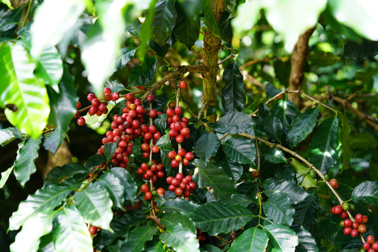 Hochlandkaffee: hoher Genuss aus hohen Anbaulagen