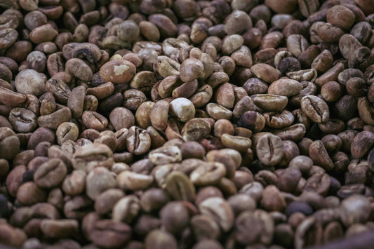 Kopi Luwak: Der Star der Kaffees