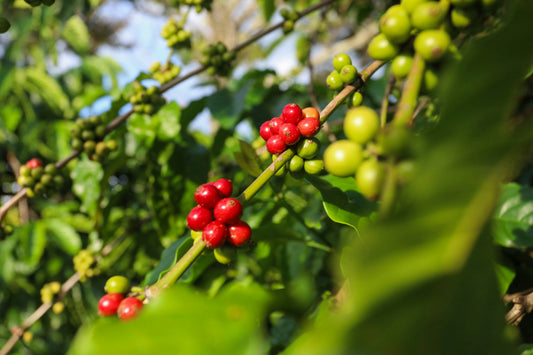 Robusta-Kaffee: stark & robust – wie es der Name sagt