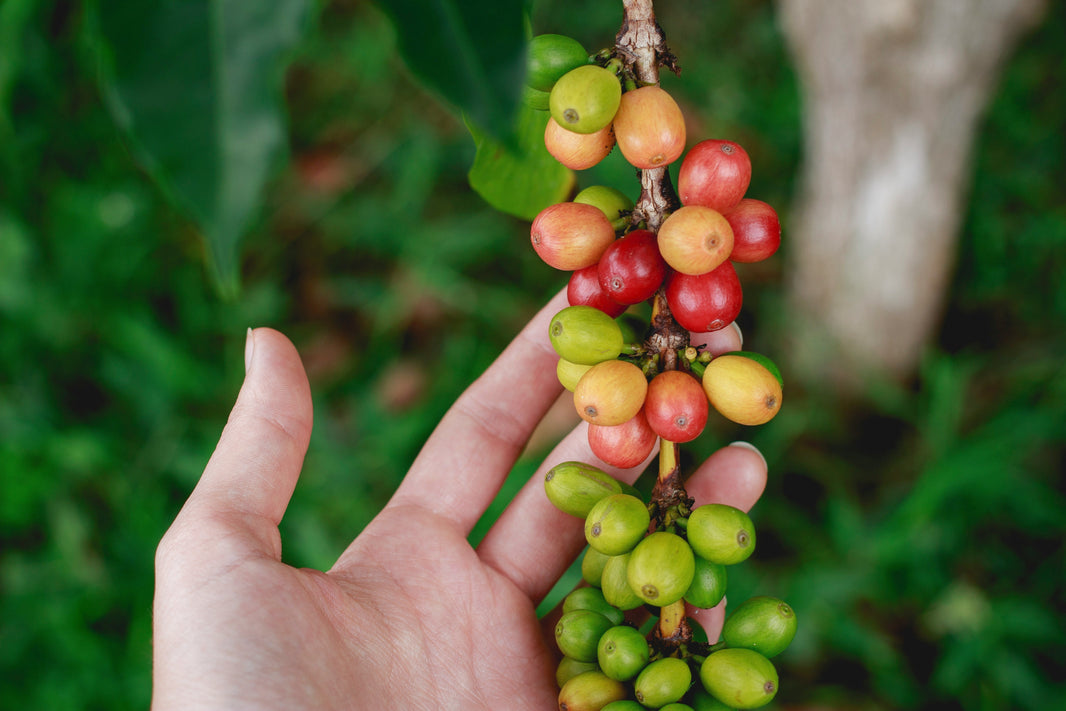Bio-Kaffee: natürlicher Genuss