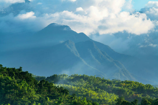 Blue-Mountain-Kaffee: exklusiv & aromatisch
