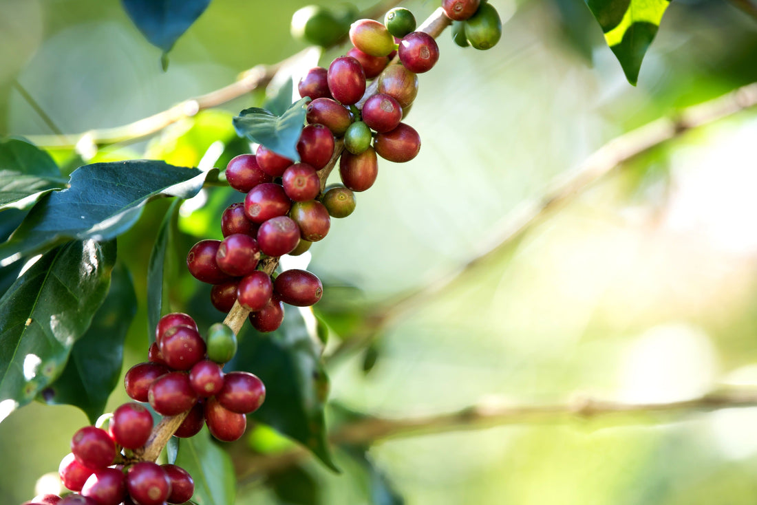 Fermentation: Die nasse Kaffee-Aufbereitung