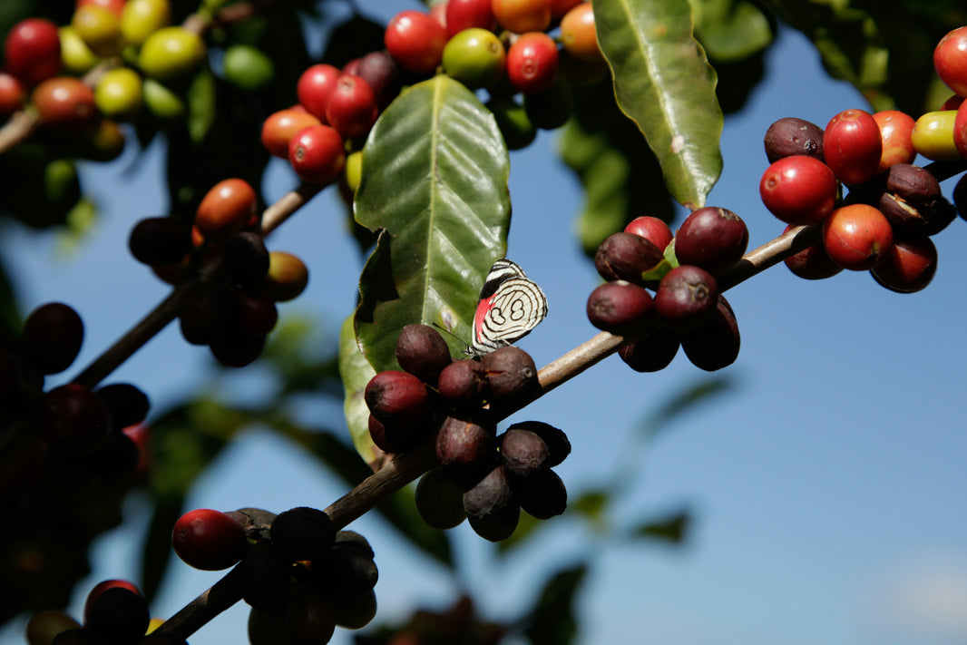 Fairtrade-Kaffee: Für eine gerechtere Welt