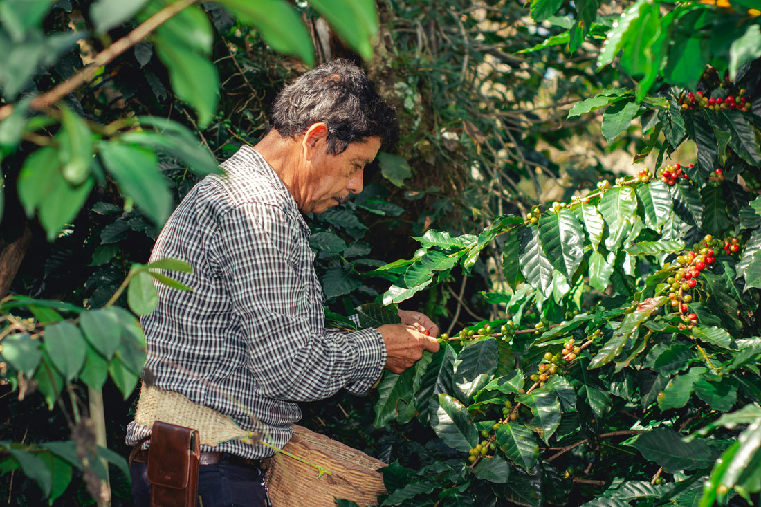 Kaffeeernte: Traditionell oder maschinell