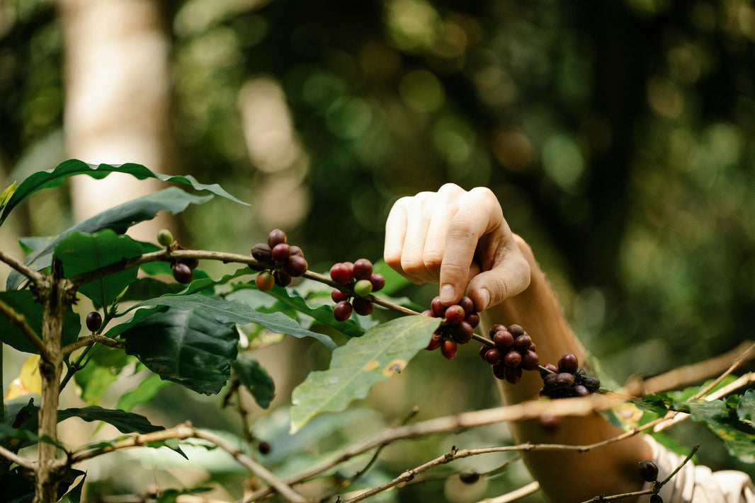 Kaffeekirsche – eine besondere Frucht