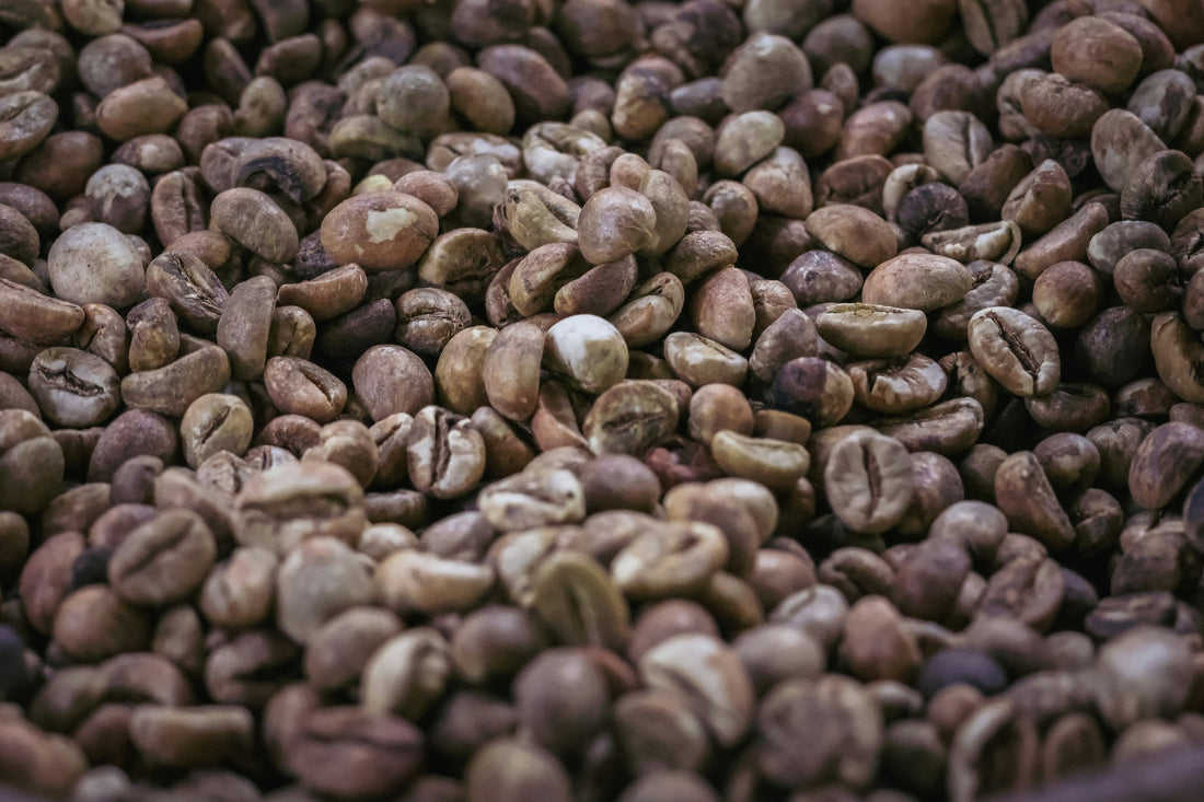Kopi Luwak: Der Star der Kaffees