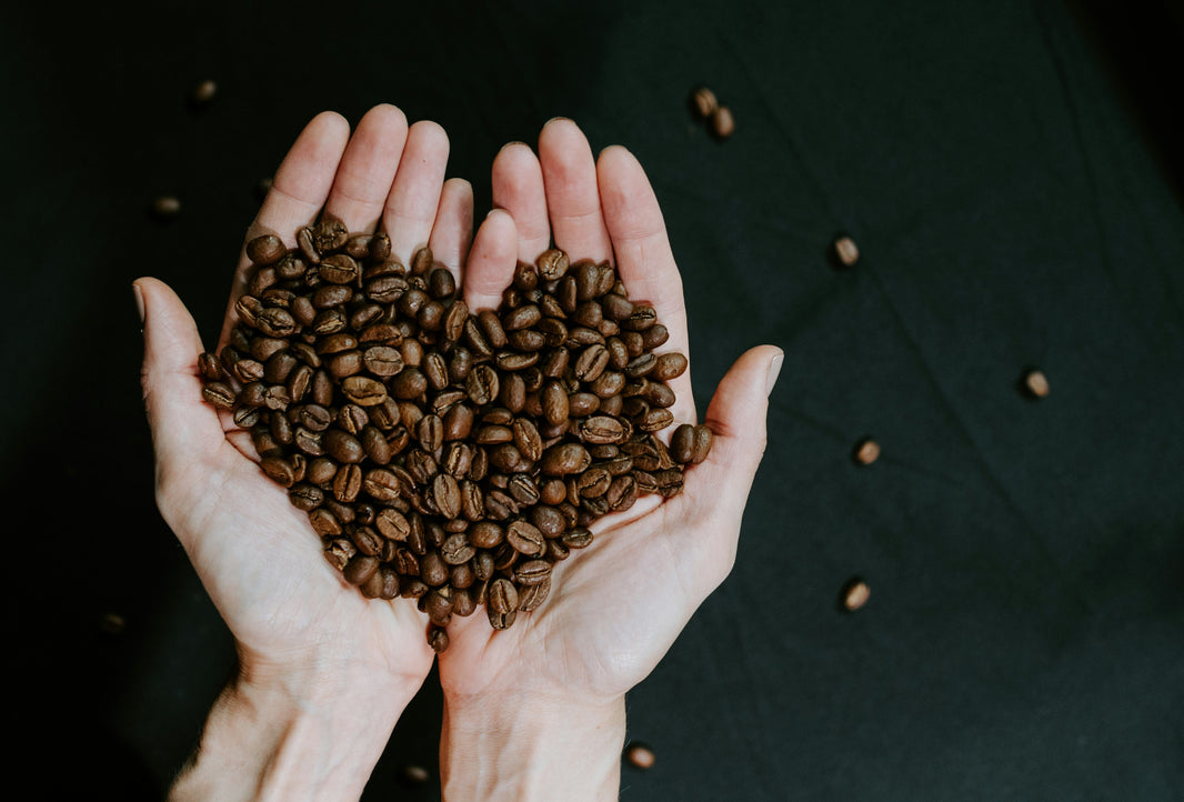 Maragogype-Kaffee – große Bohne, viel Geschmack
