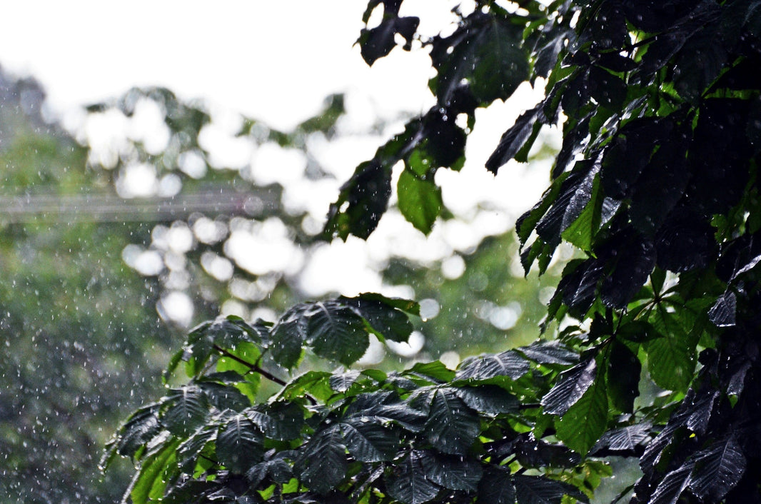 Monsunkaffee: Wenn Regen Kaffeegeschichte erzählt