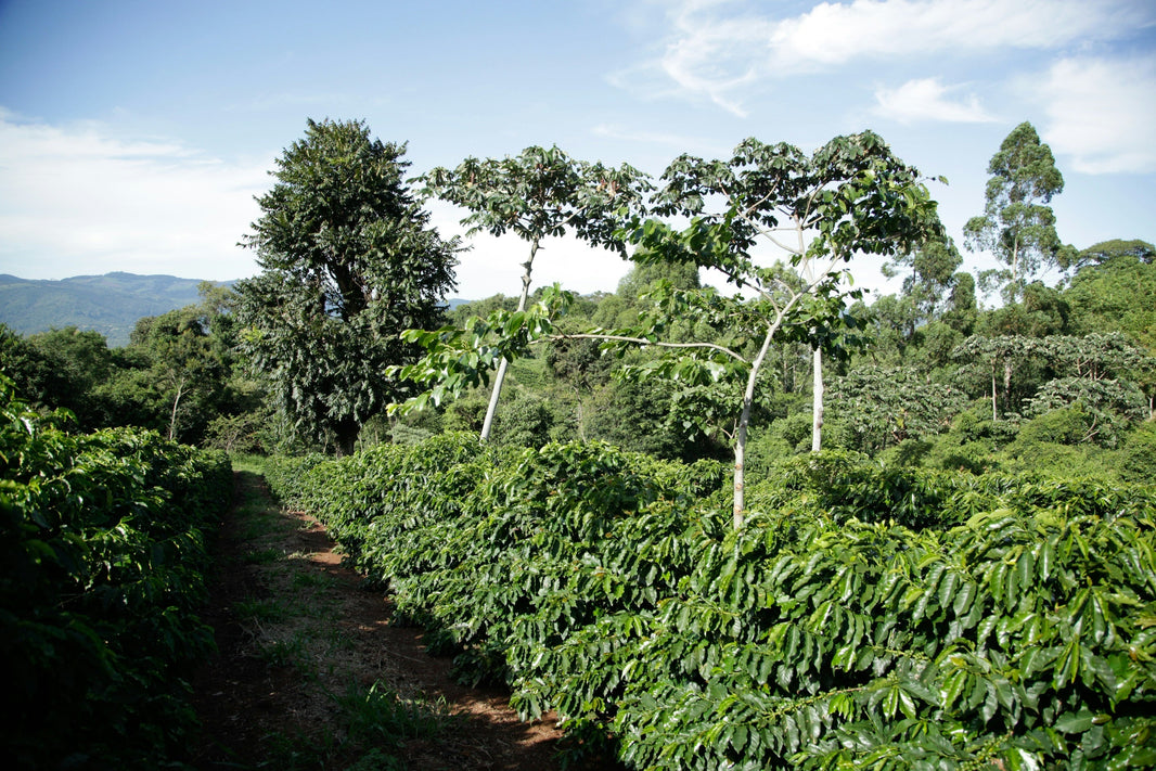 Provenienz: Woher kommt der Kaffee?