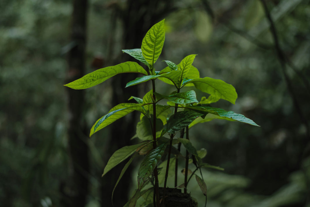 Waldkaffee: Wald statt Plantage bewahrt Ursprünglichkeit