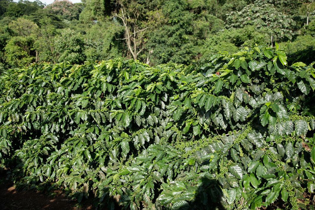 Wildkaffee: Kaffee in seiner ursprünglichsten Form
