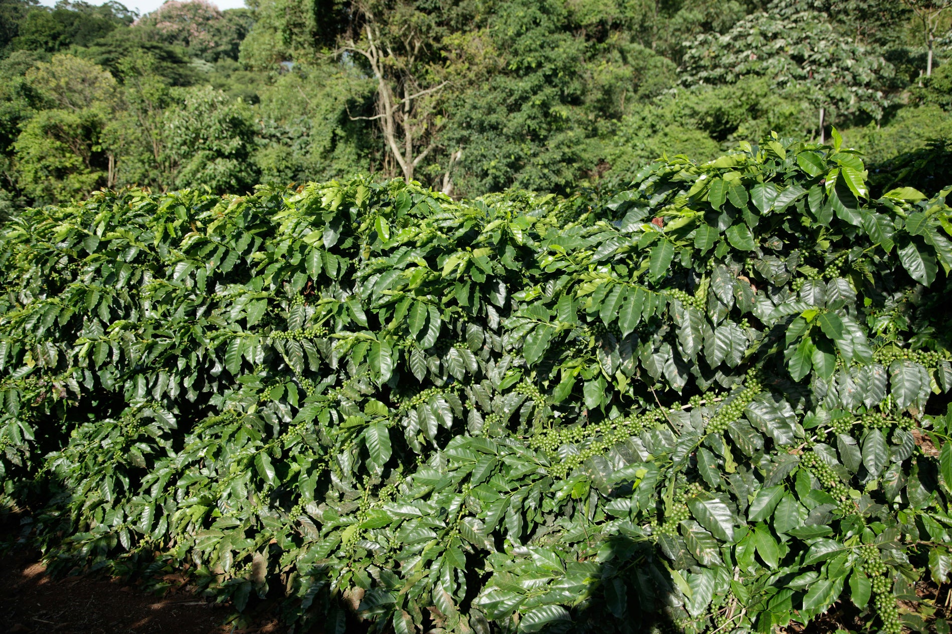 Wildkaffee: Kaffee in seiner ursprünglichsten Form